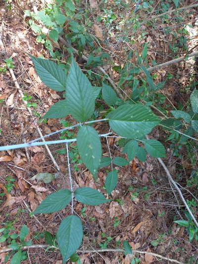 Rubus eriocarpus, photographed by Norma Piedra