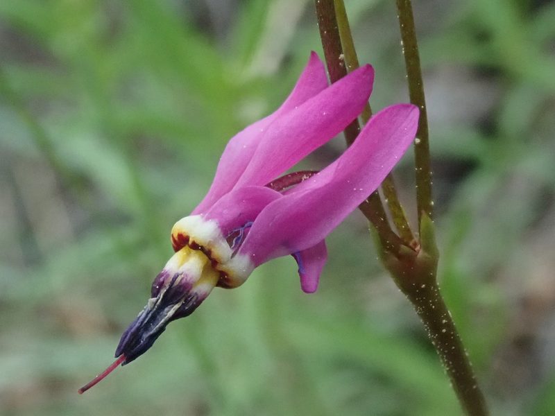 Primula pauciflora, photographed by F Quiec