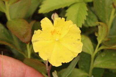 Crocanthemum canadense, photographed by Jake McCumber