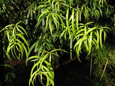 Podocarpus salignus, photographed by Cesar Ormazabal