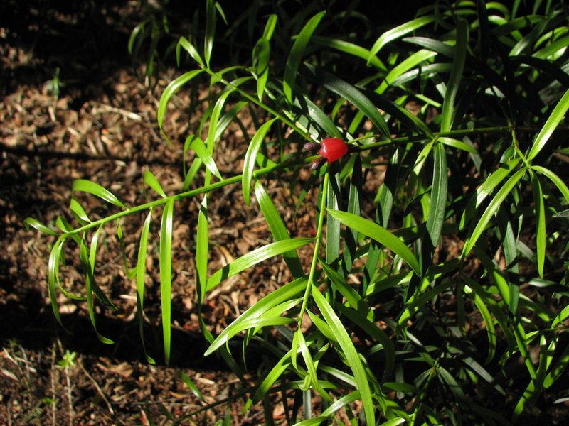 Podocarpus salignus, photographed by Cesar Ormazabal