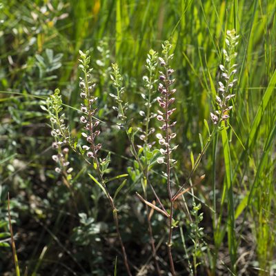 Alyssum turkestanicum