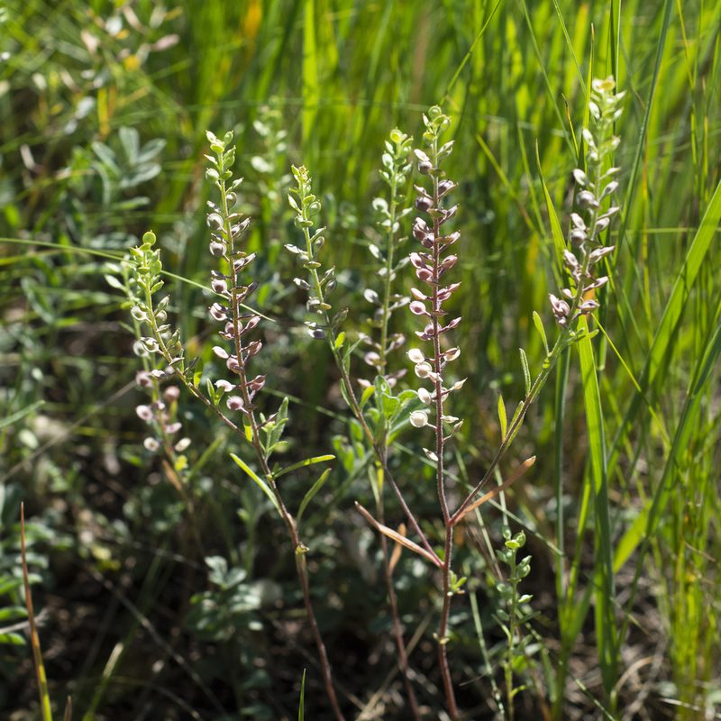 Alyssum turkestanicum, photographed by Vasily Moryashkin