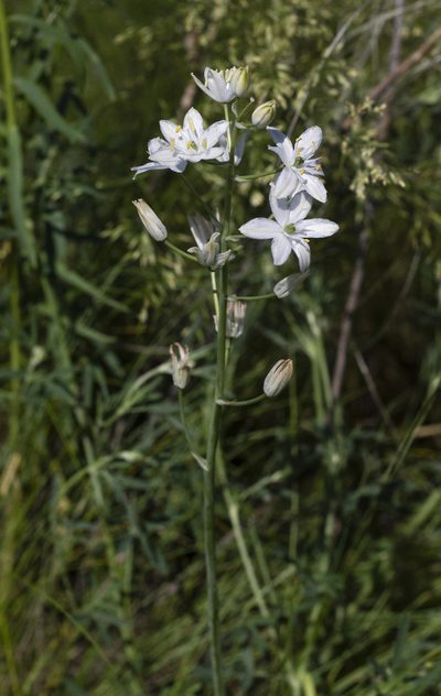 Loncomelos fischerianum, photographed by Vasily Moryashkin