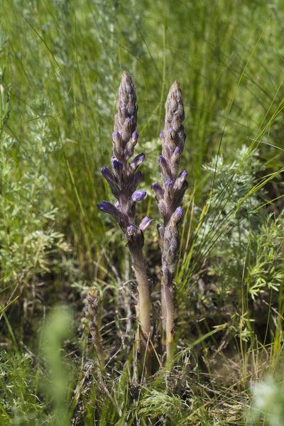 Orobanche caesia, photographed by Vasily Moryashkin