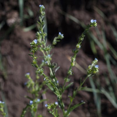 Lappula squarrosa, photographed by Vasily Moryashkin