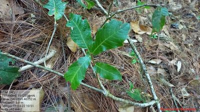 Quercus glabrescens, photographed by Norma Piedra