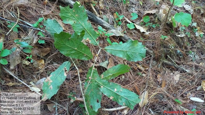 Quercus glabrescens, photographed by Norma Piedra