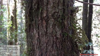 Quercus glabrescens, photographed by Norma Piedra