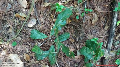 Quercus glabrescens, photographed by Norma Piedra