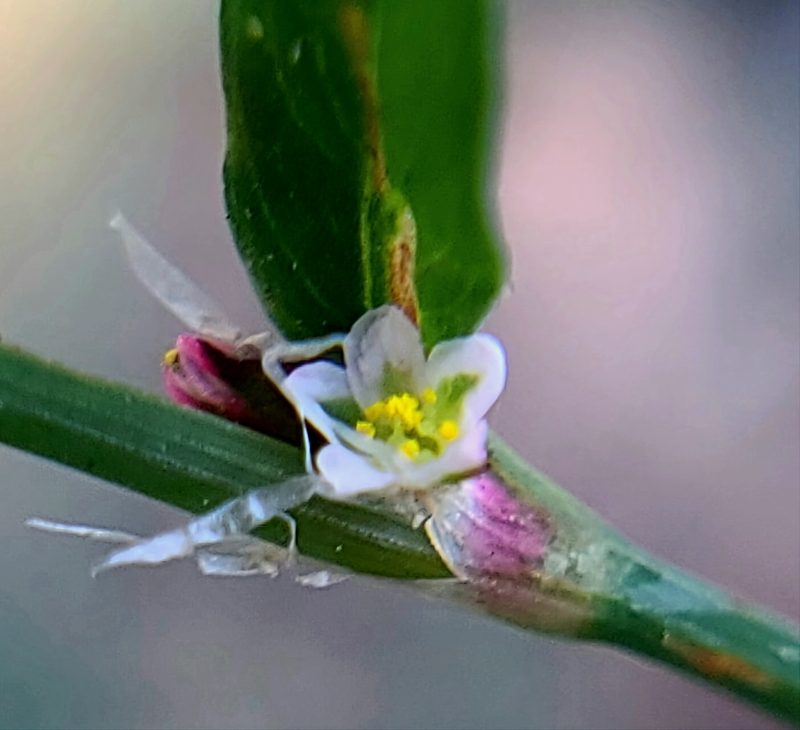 Polygonum aviculare, photographed by Charla