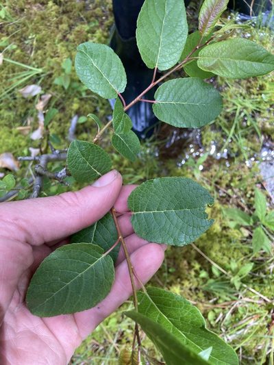 Salix pyrifolia, photographed by naturalist charlie