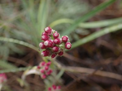 Antennaria rosea, photographed by Shane Johnson