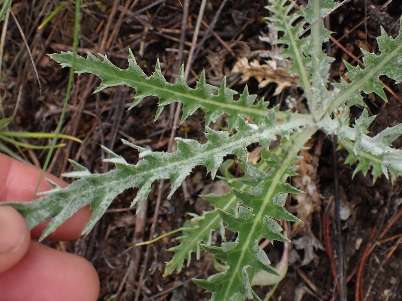 Cirsium hookerianum, photographed by Shane Johnson