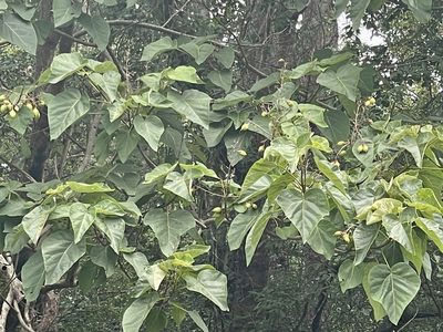 Paulownia tomentosa, photographed by Bill Sheehan