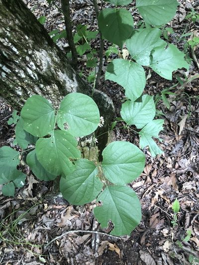 Lackeya multiflora, photographed by John Kees