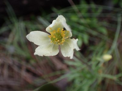 Anemone multifida, photographed by Shane Johnson