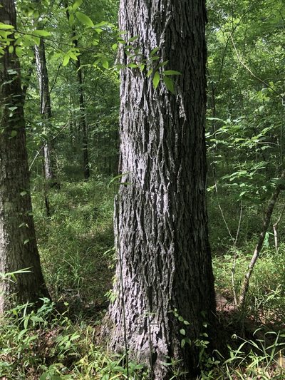 Carya myristiciformis, photographed by John Kees