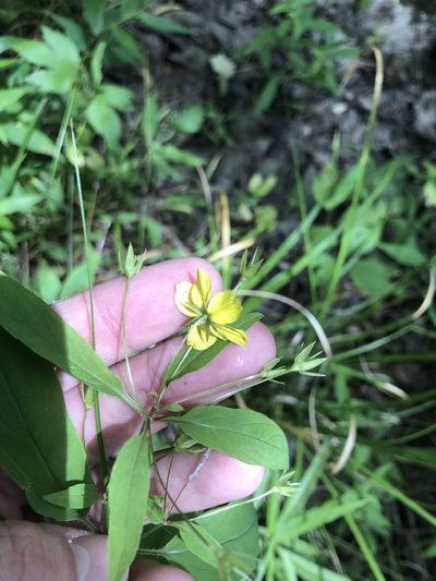 Lysimachia radicans, photographed by John Kees