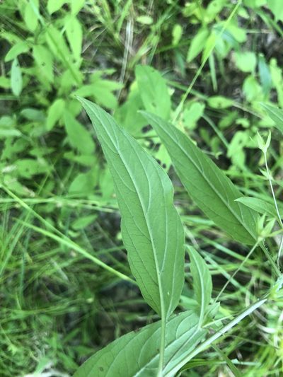Lysimachia radicans, photographed by John Kees