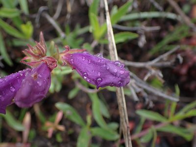Penstemon fruticosus, photographed by Shane Johnson