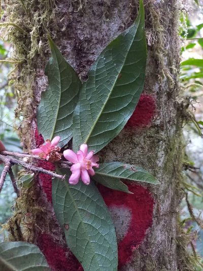Symplocos coccinea, photographed by Norma Piedra