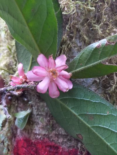 Symplocos coccinea, photographed by Norma Piedra