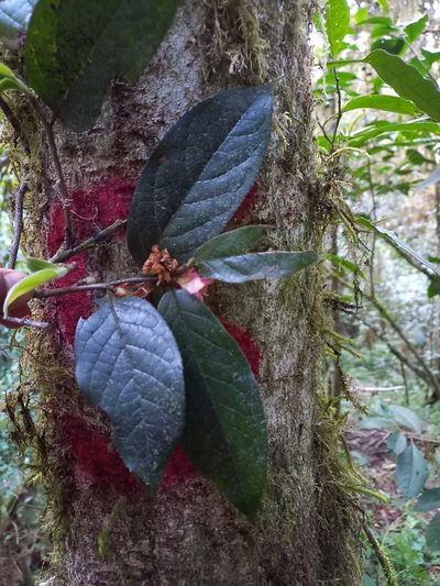 Symplocos coccinea, photographed by Norma Piedra