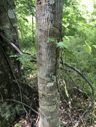 Carya myristiciformis, photographed by John Kees