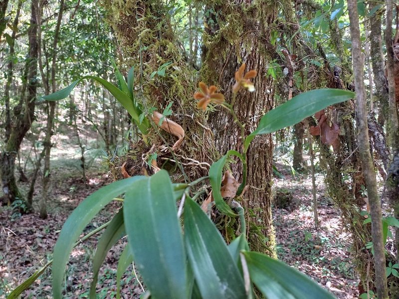 Prosthechea varicosa, photographed by Norma Piedra