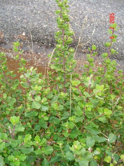 Baccharis rhomboidalis, photographed by Cesar Ormazabal