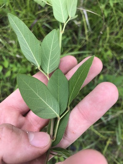 Desmodium nuttallii, photographed by John Kees