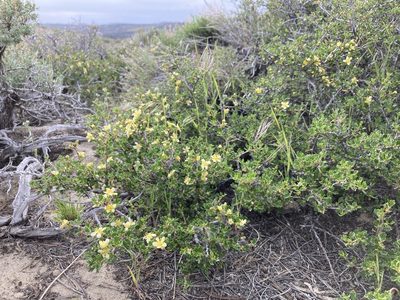 Purshia tridentata, photographed by Cecelia Alexander