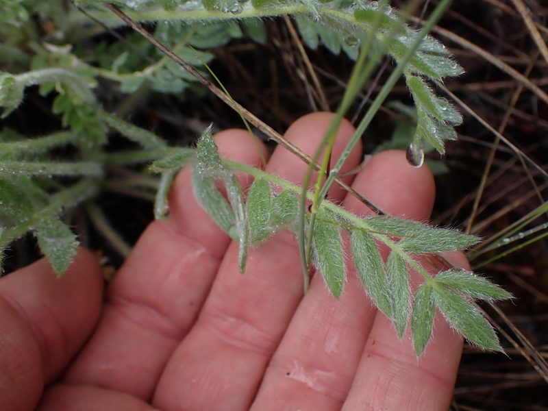 Oxytropis campestris, photographed by Shane Johnson