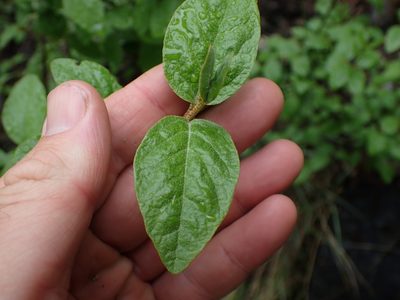 Shepherdia canadensis, photographed by Shane Johnson