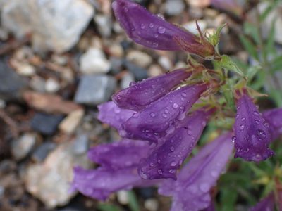 Penstemon fruticosus, photographed by Shane Johnson