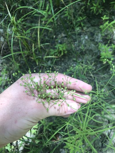 Cynosciadium digitatum, photographed by John Kees