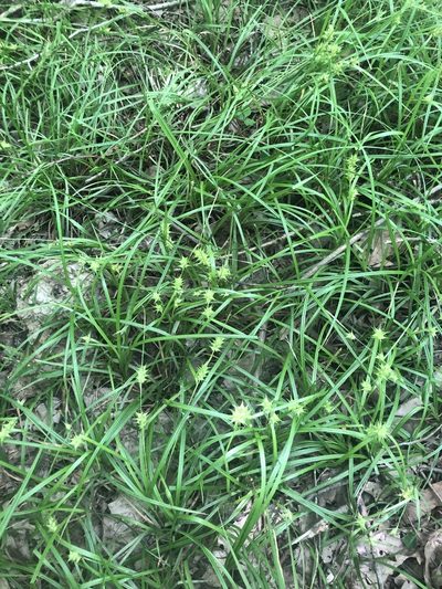 Carex louisianica, photographed by John Kees