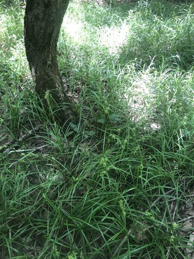 Carex louisianica, photographed by John Kees