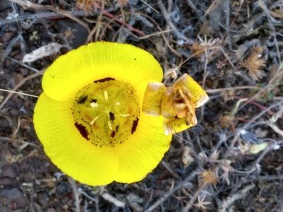 Calochortus luteus, photographed by Tom Gulya