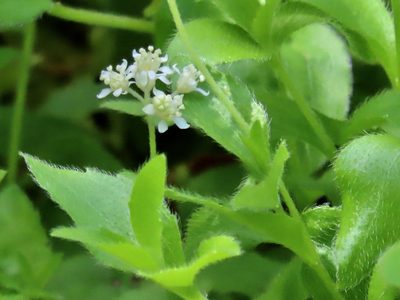 Whipplea modesta, photographed by John Hibbard