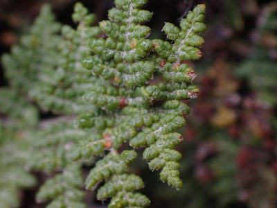 Myriopteris gracilis, photographed by Shane Johnson