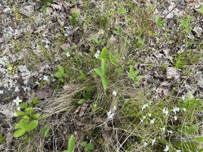 Houstonia caerulea, photographed by Mary E. Macaulay, P.Eng.