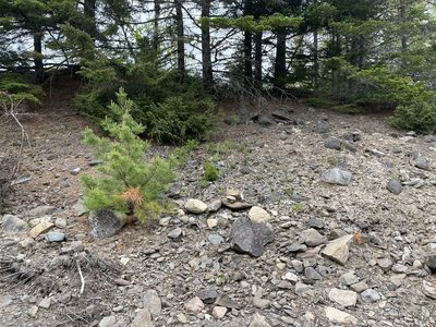 Pinus strobus, photographed by Mary E. Macaulay, P.Eng.