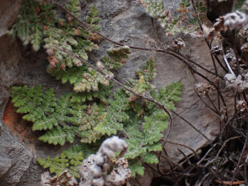Myriopteris gracilis, photographed by Shane Johnson