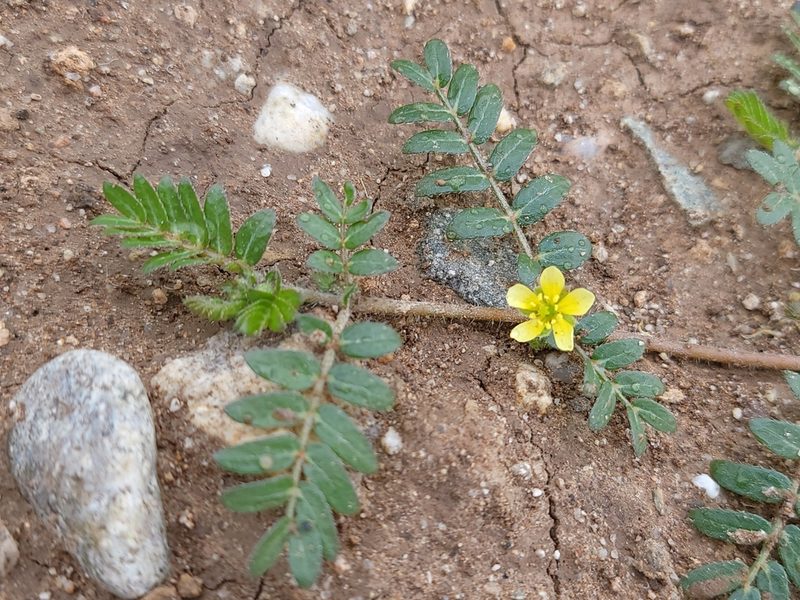 Tribulus terrestris, photographed by Daniel S.