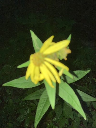 Verbesina helianthoides, photographed by Joseph McPhail