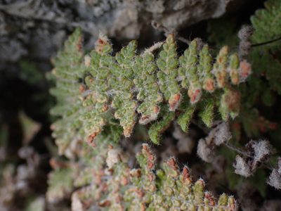 Myriopteris gracilis, photographed by Shane Johnson