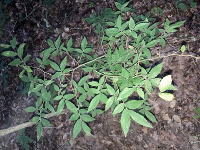Ulmus alata, photographed by Joseph McPhail
