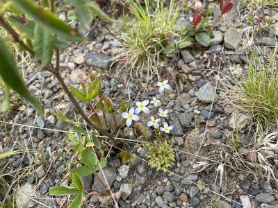 Houstonia caerulea, photographed by Mary E. Macaulay, P.Eng.